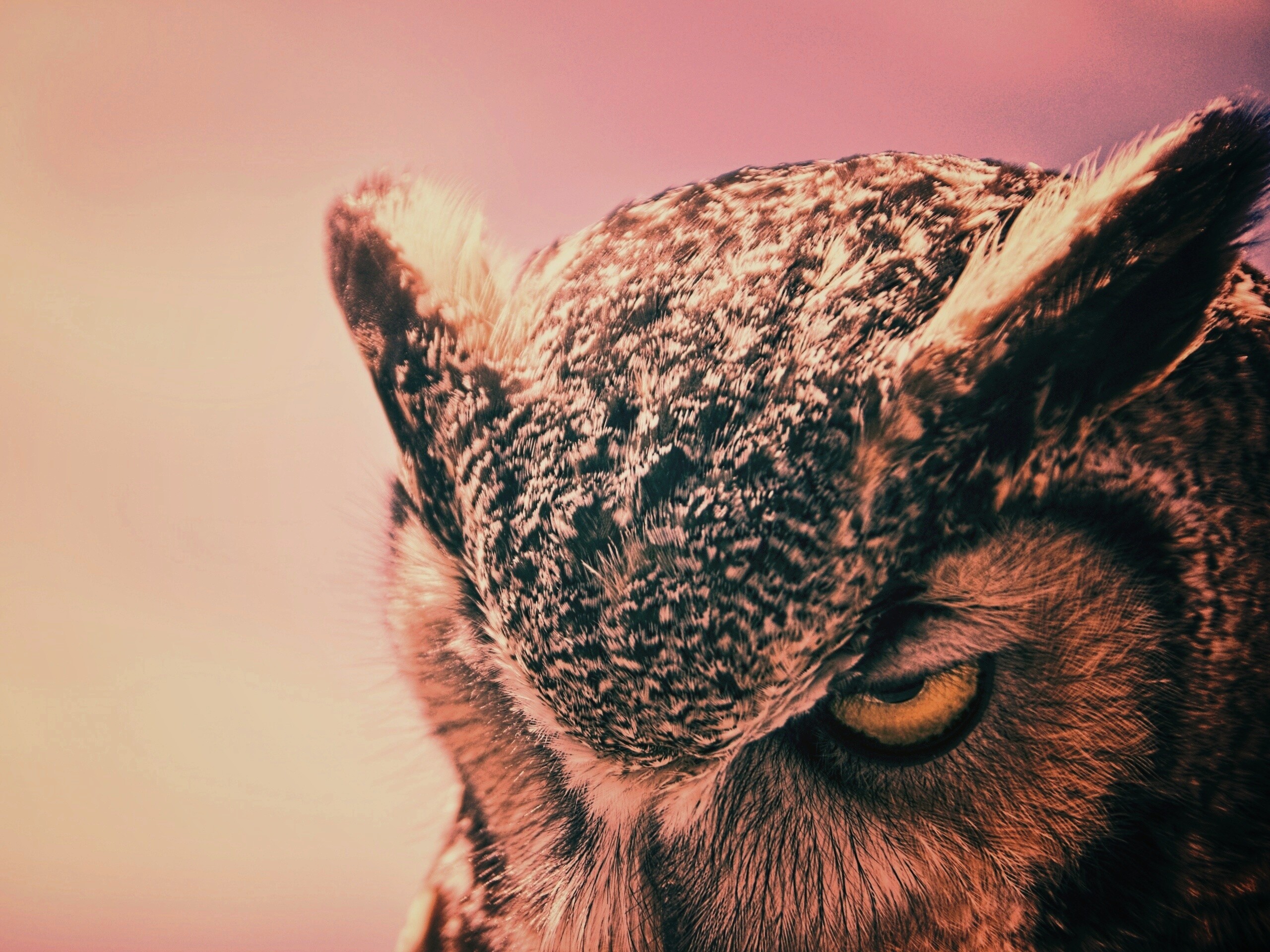 Злая сова обои