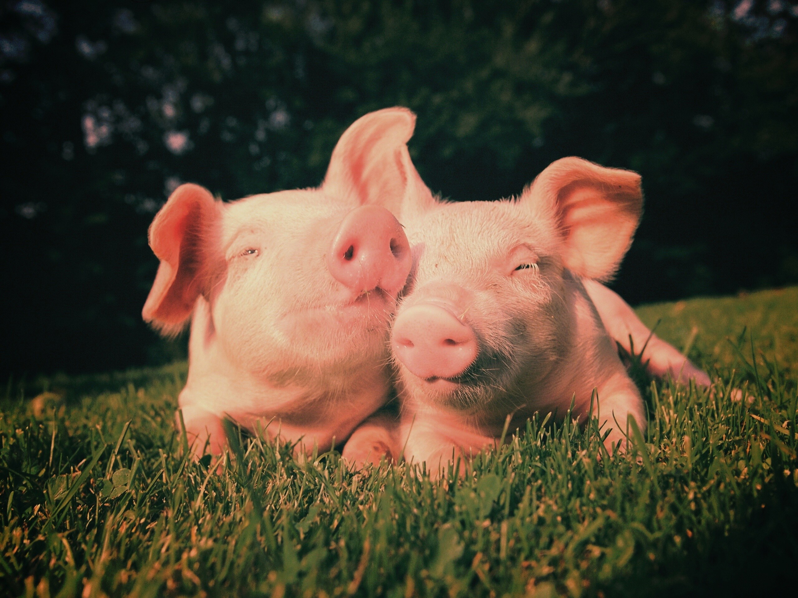 Два поросёнка обои