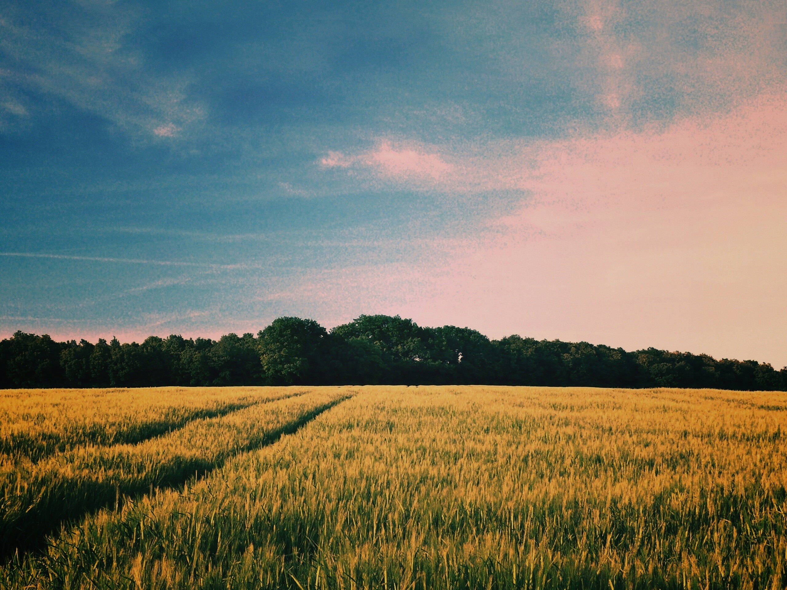 Следы колеи в поле обои