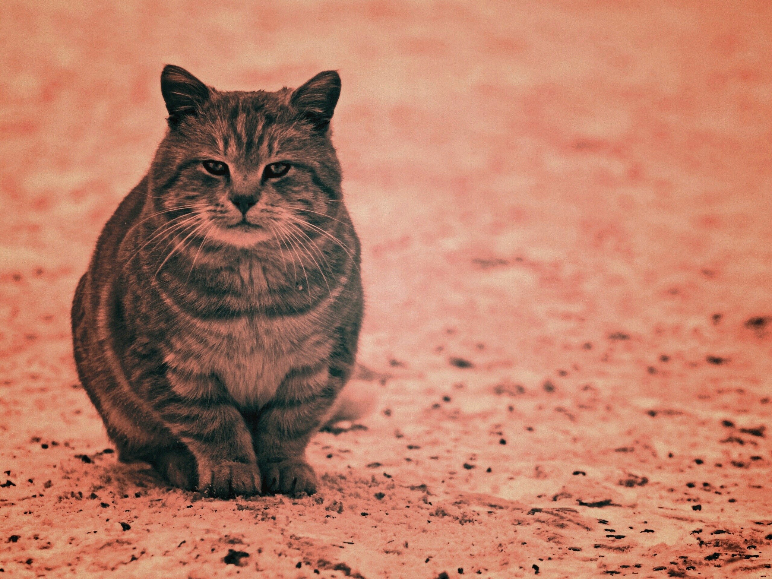 Тяжелый взгляд котэ обои