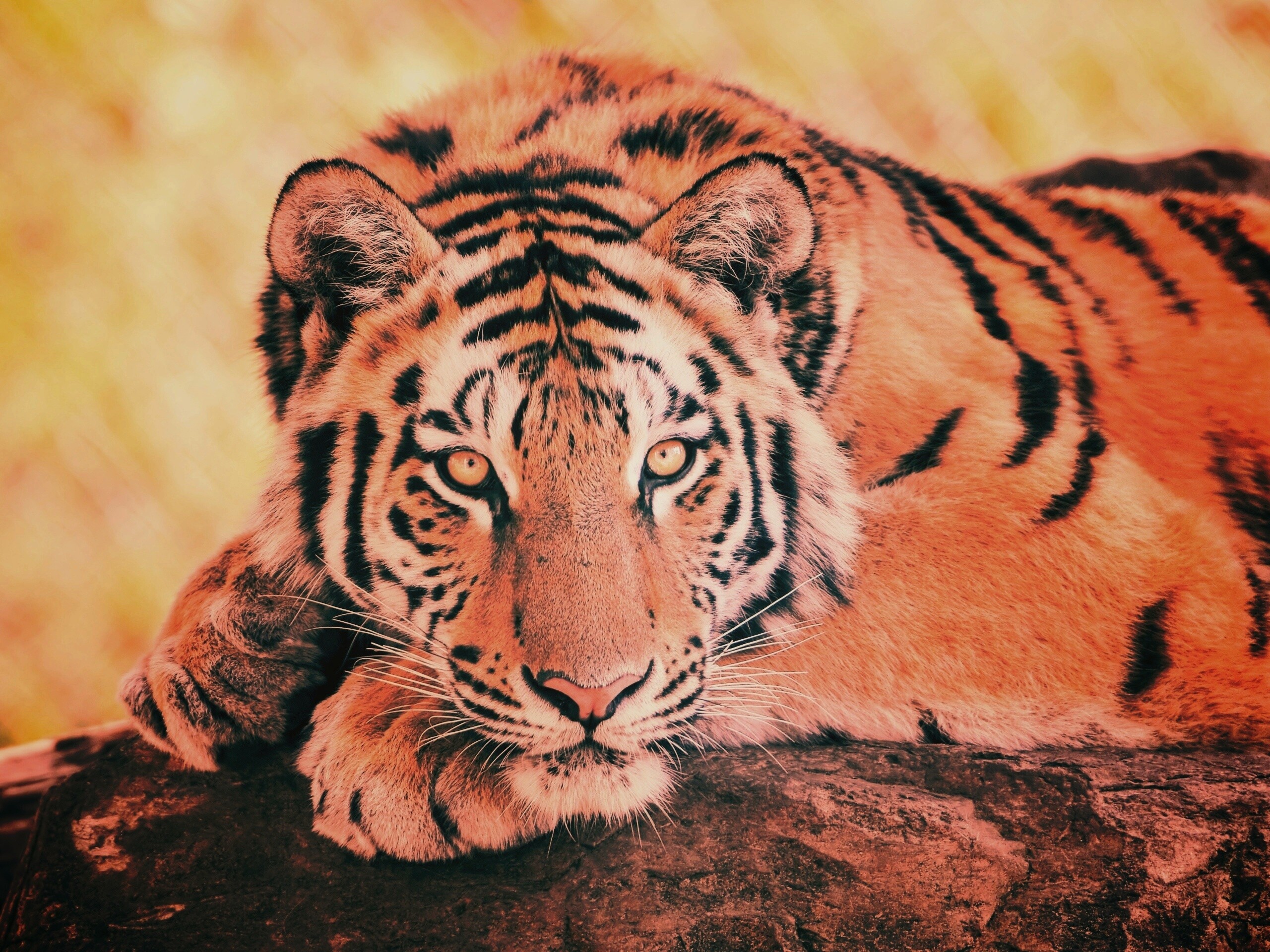 Большая полосатая кошка обои