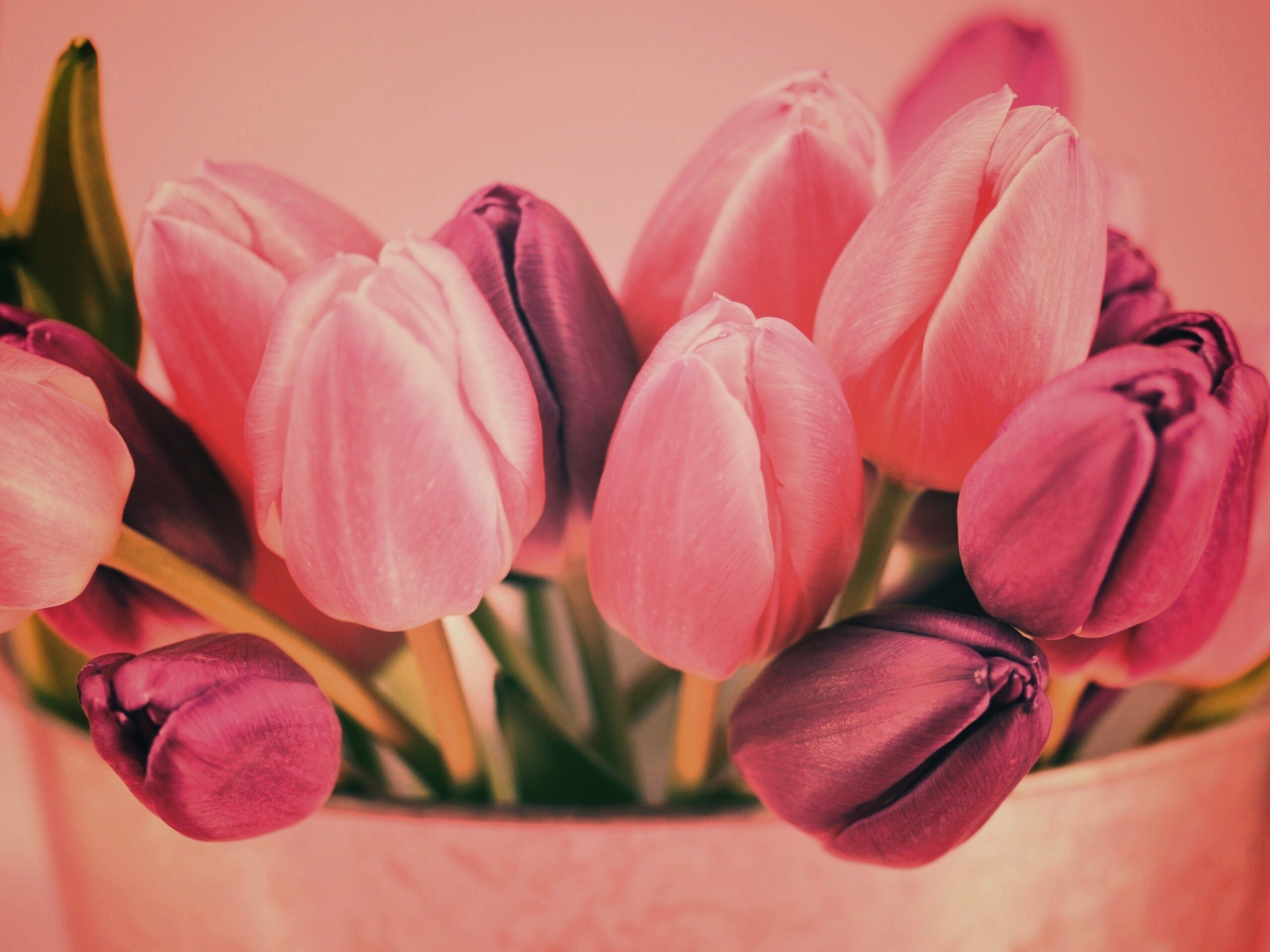 Розовые и фиолетовые тюльпаны обои