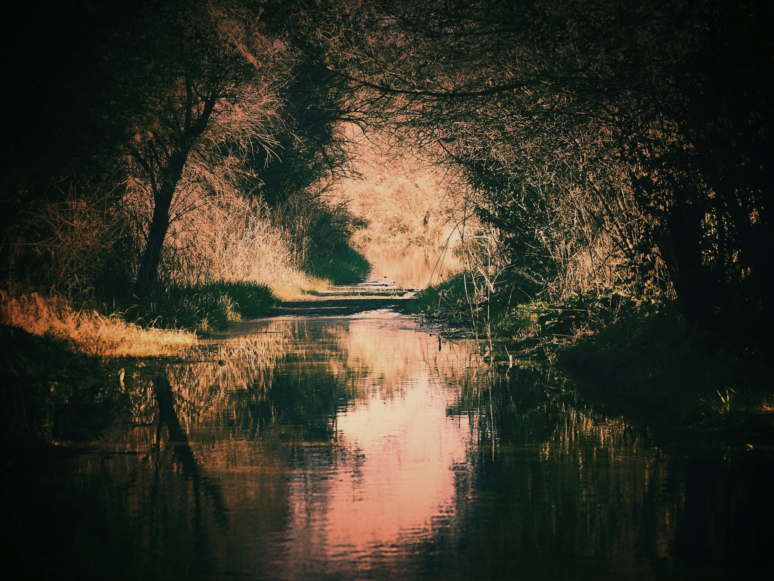 Лесная заросшая река обои