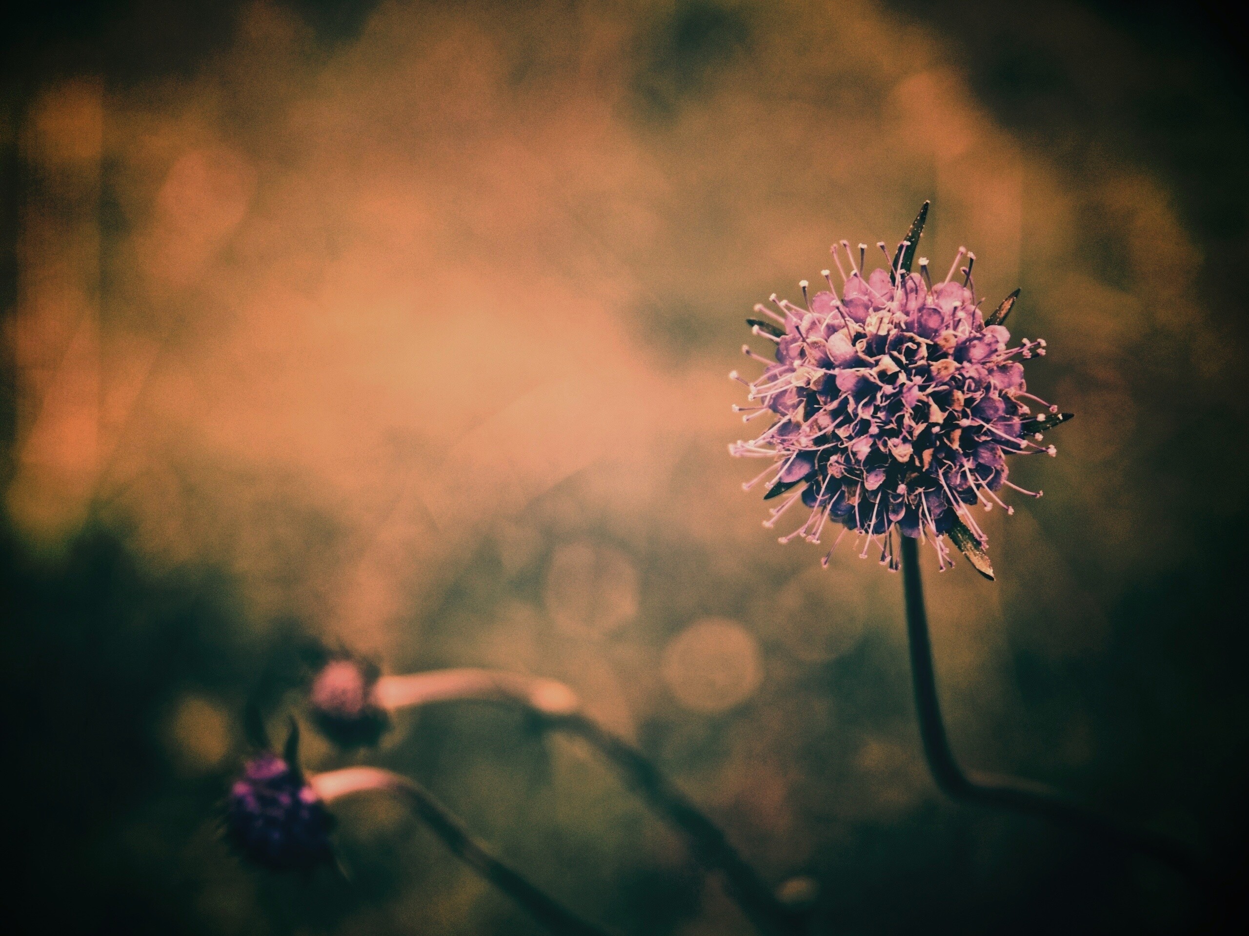 Цветок в макро обои