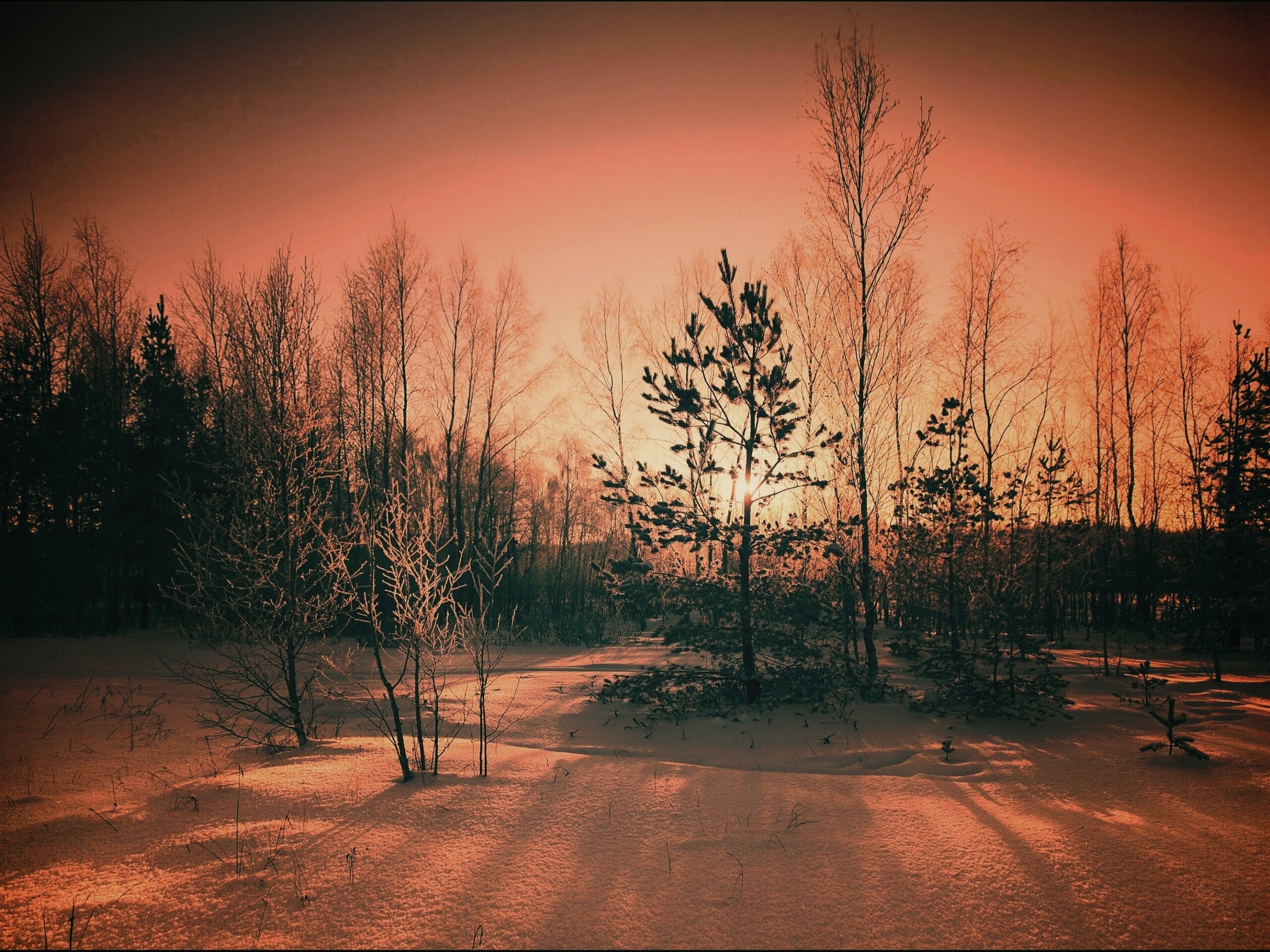 Зимний лес обои