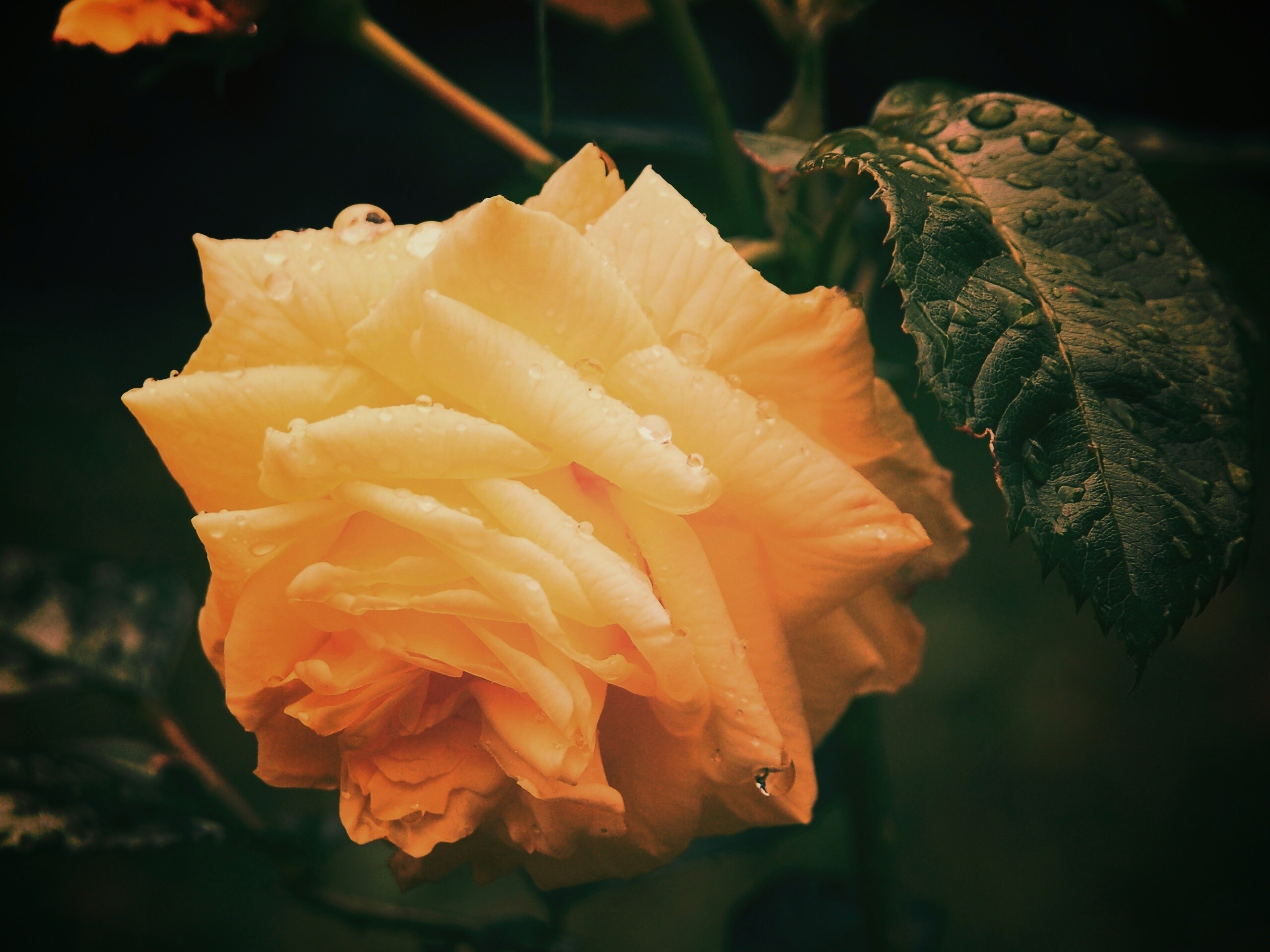 Желтая роза обои