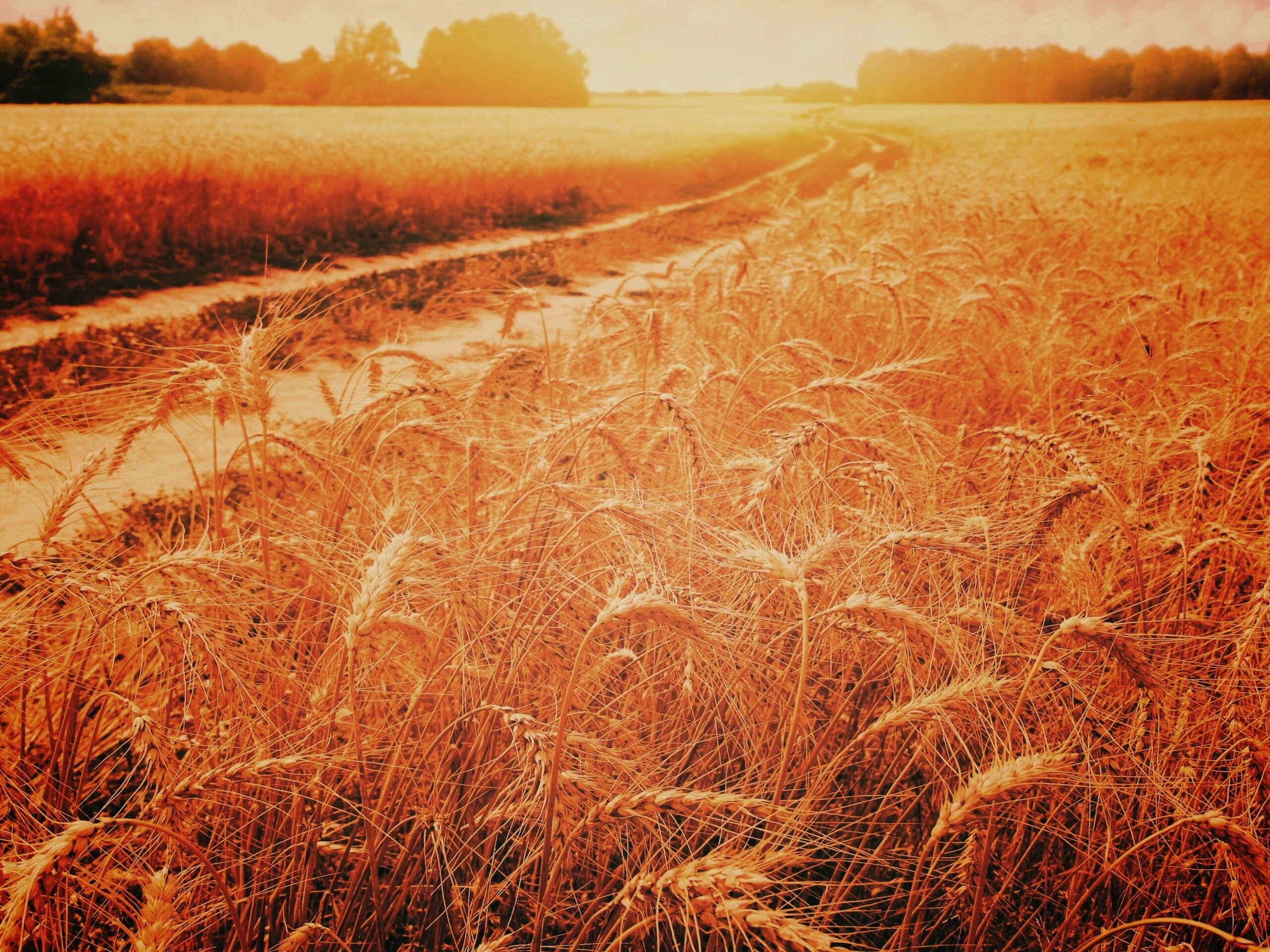 Речка среди поля обои