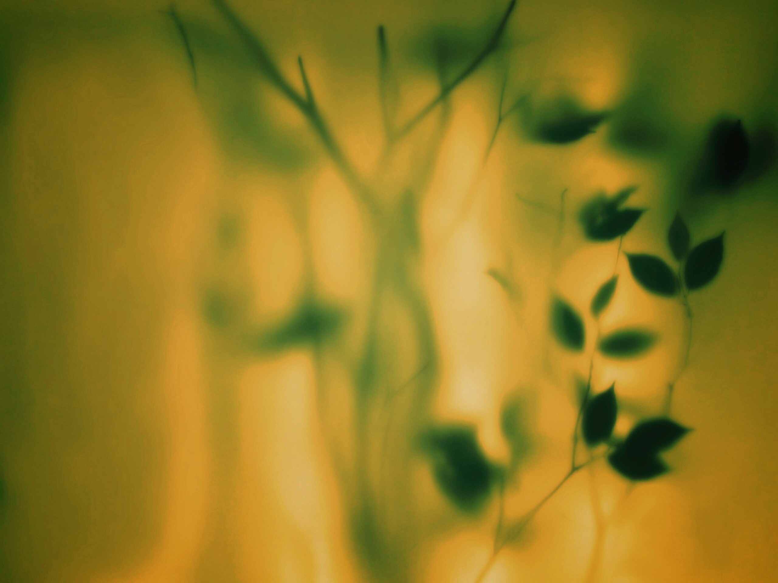 Зелень за стеклом обои