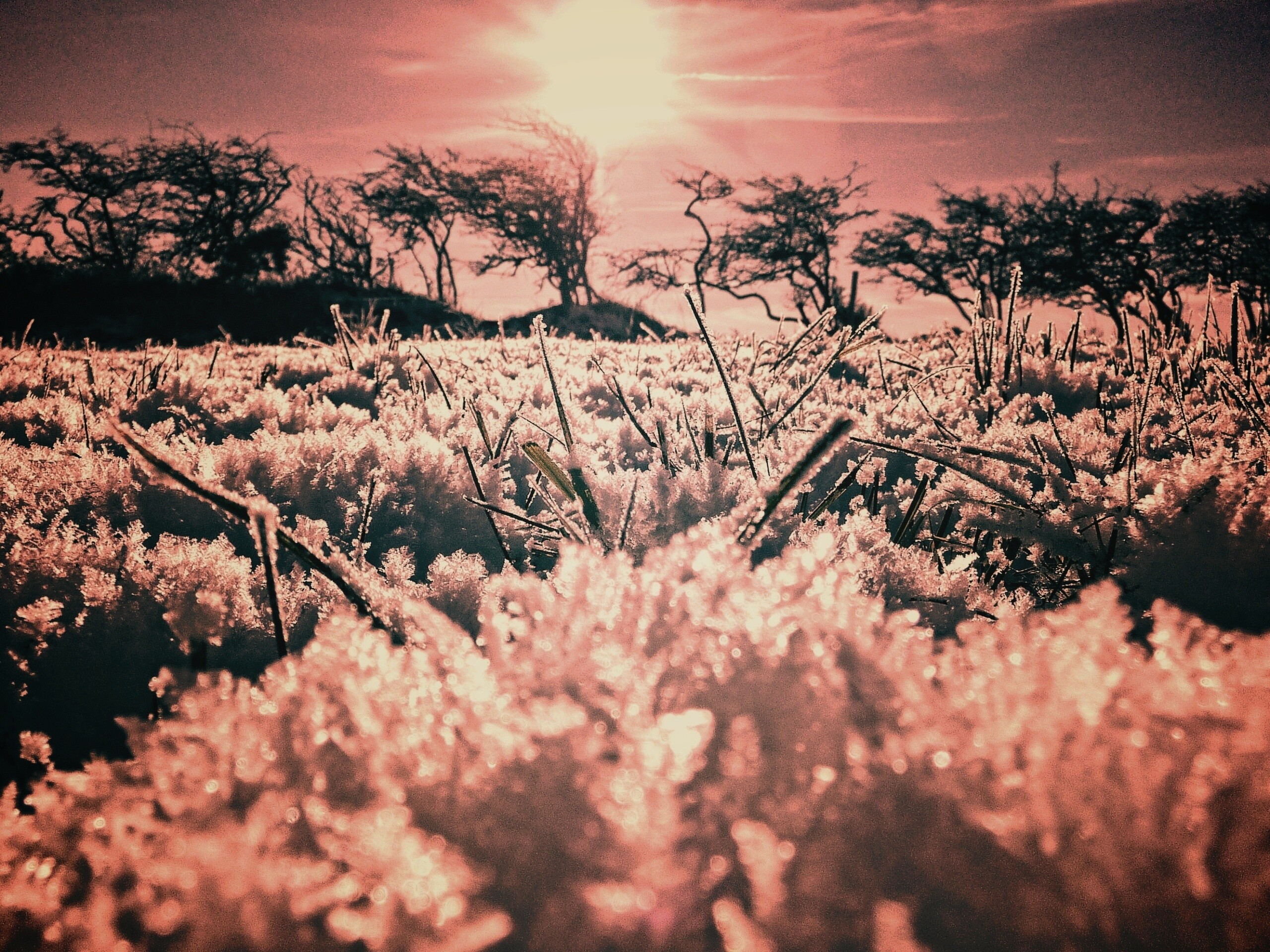 Утренний мороз обои