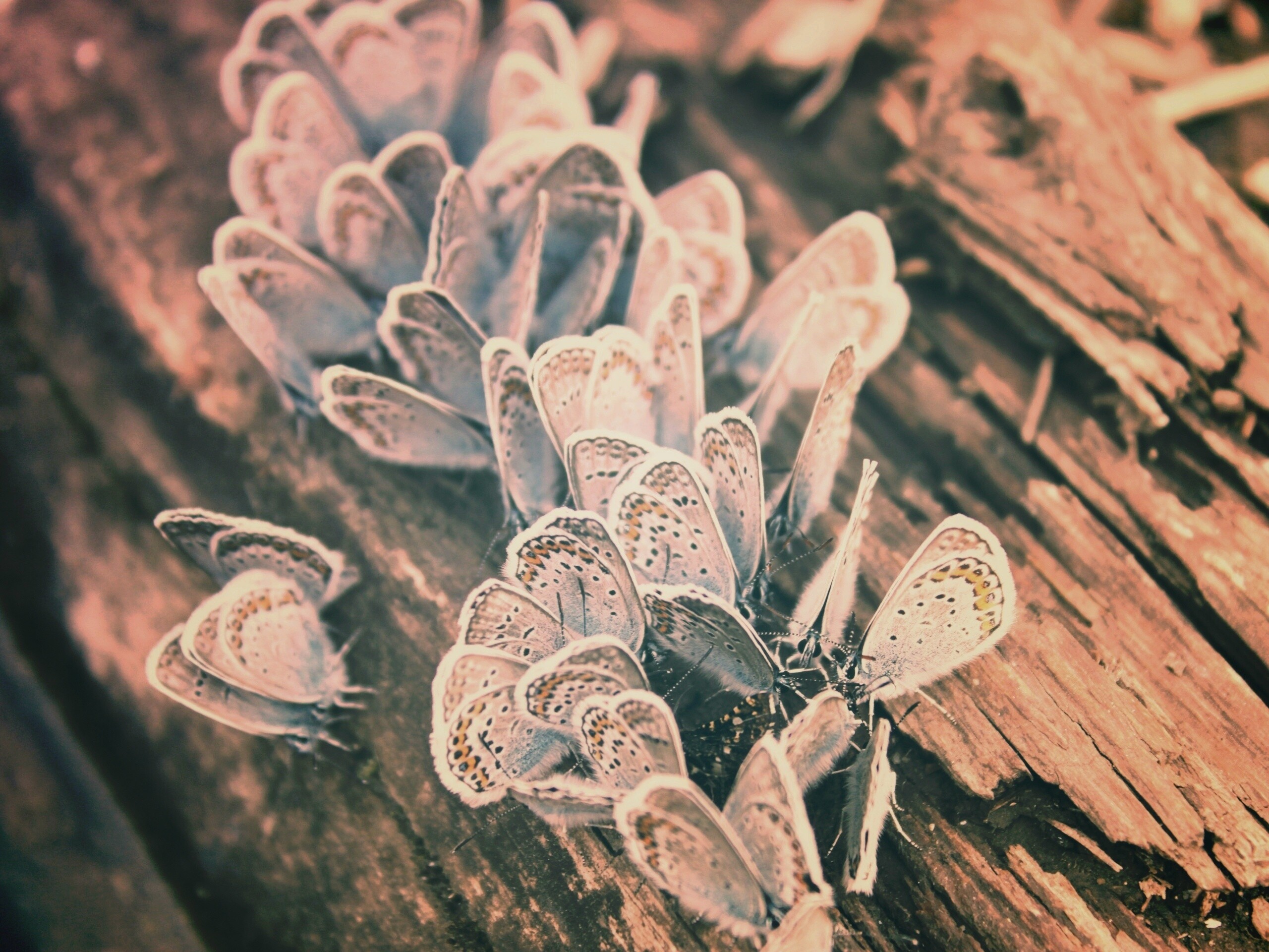 Голубые бабочки обои