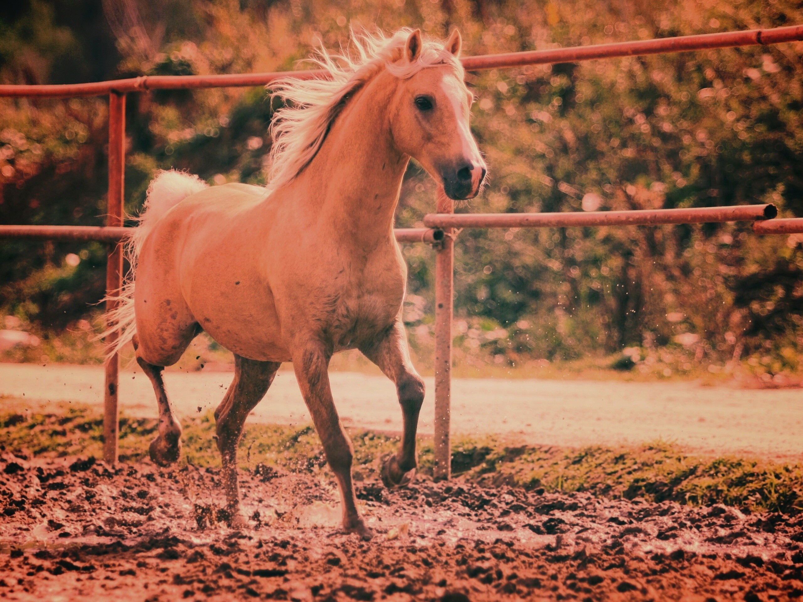 Молодая лошадь в загоне обои