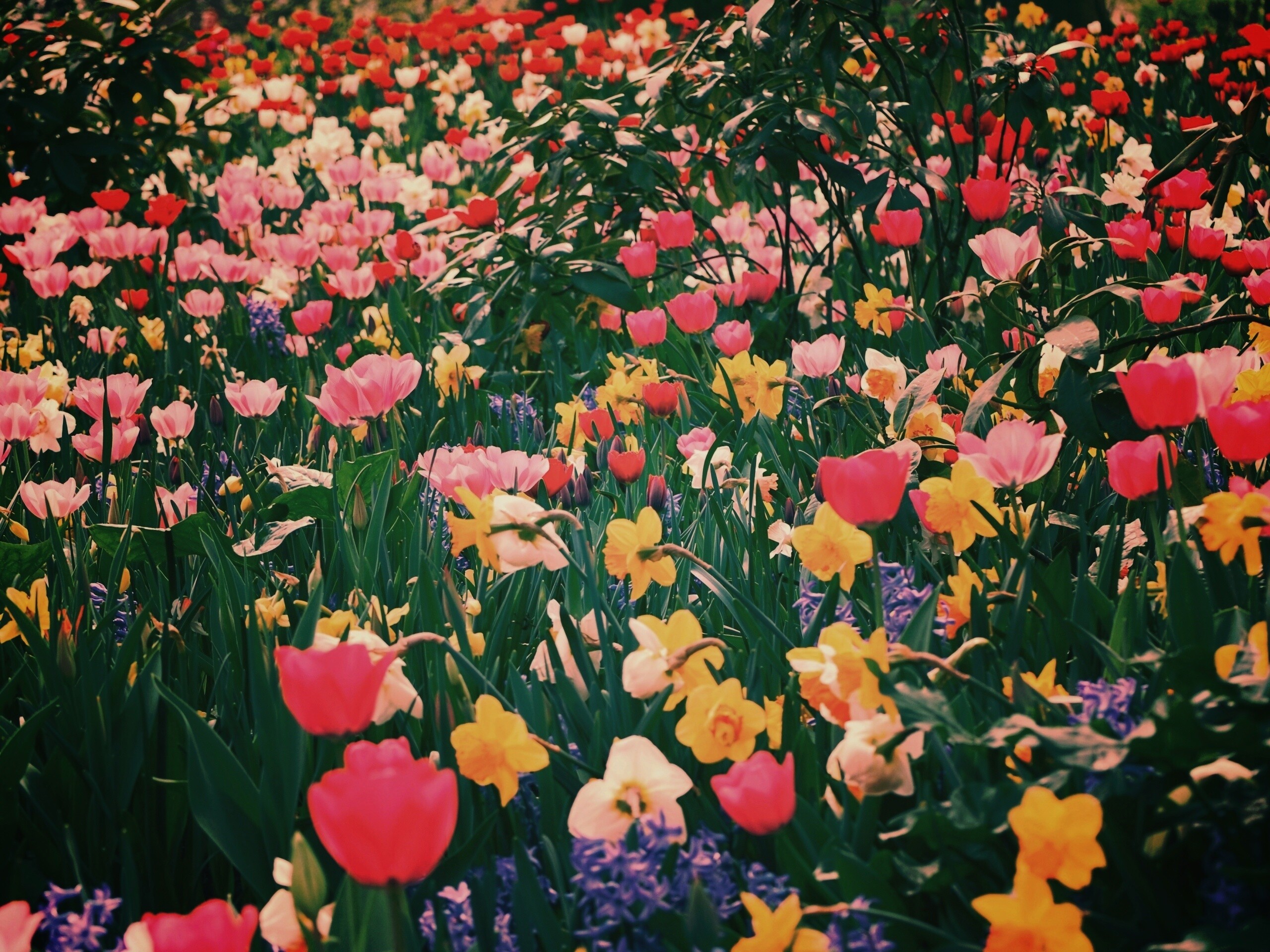 Поляна со множеством цветов обои