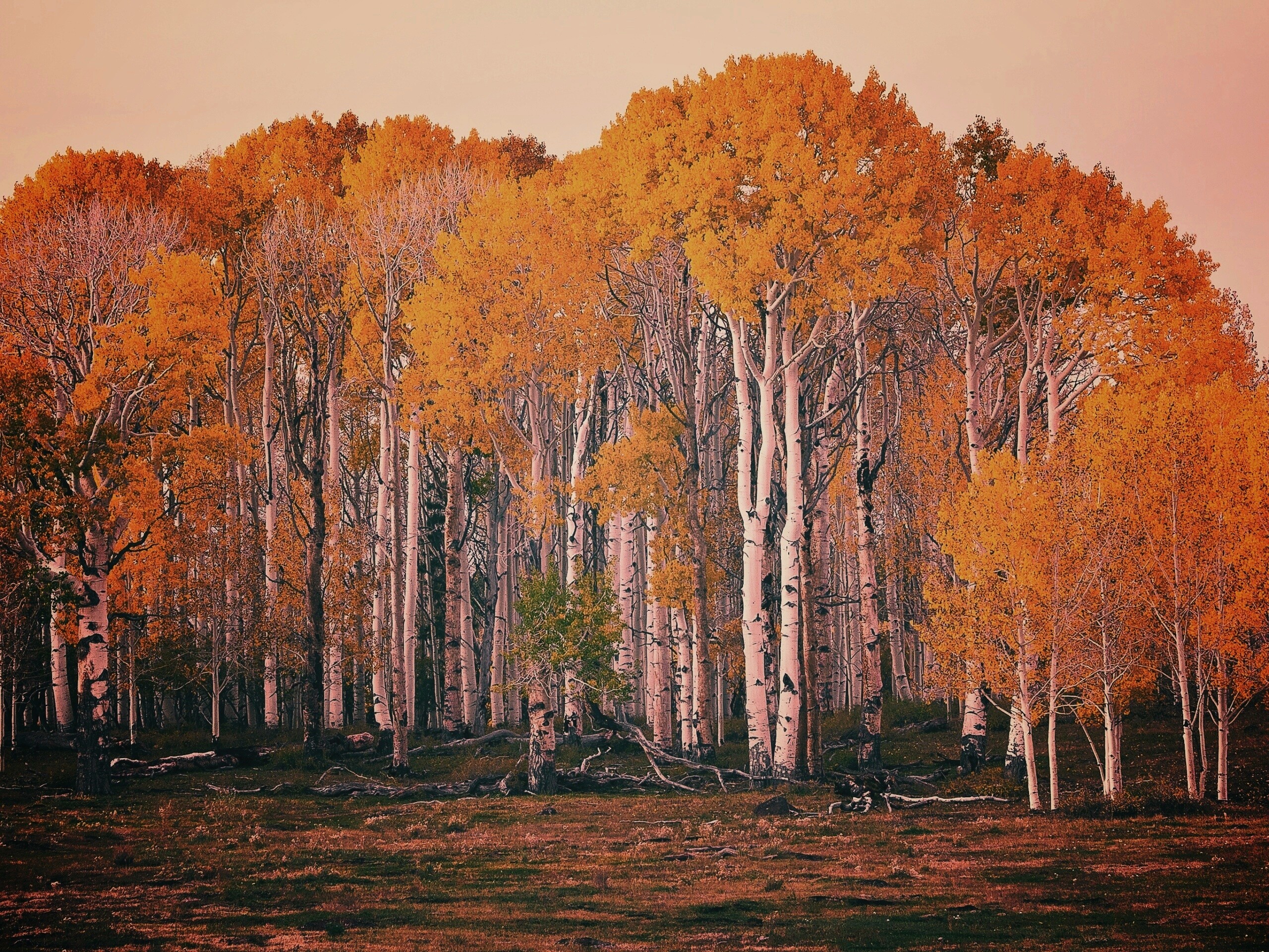 Пожелтевшая березовая роща обои