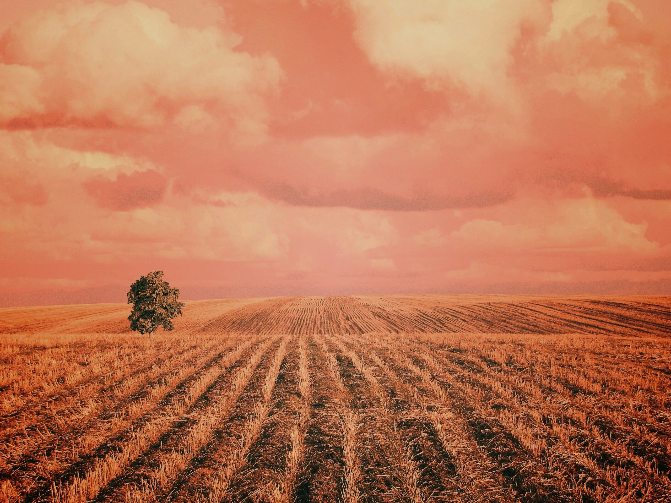 Дерево в поле обои