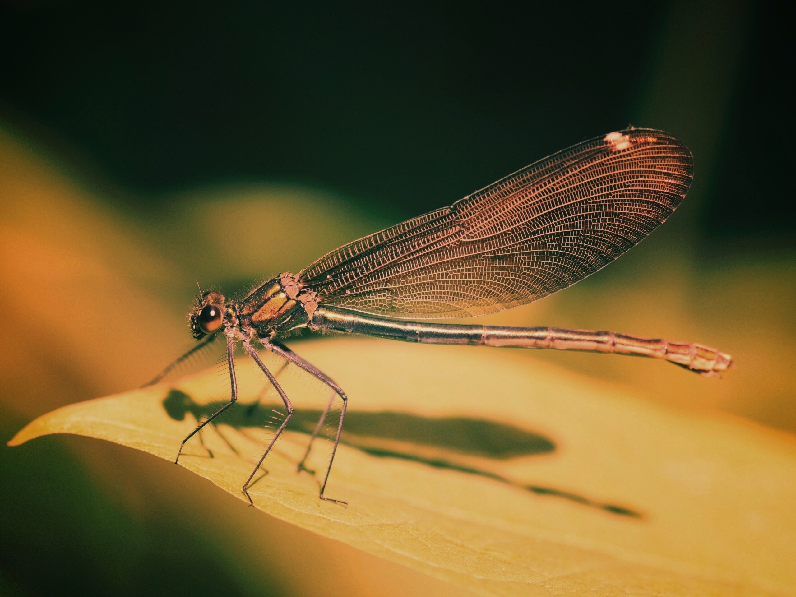Стрекоза на листе обои