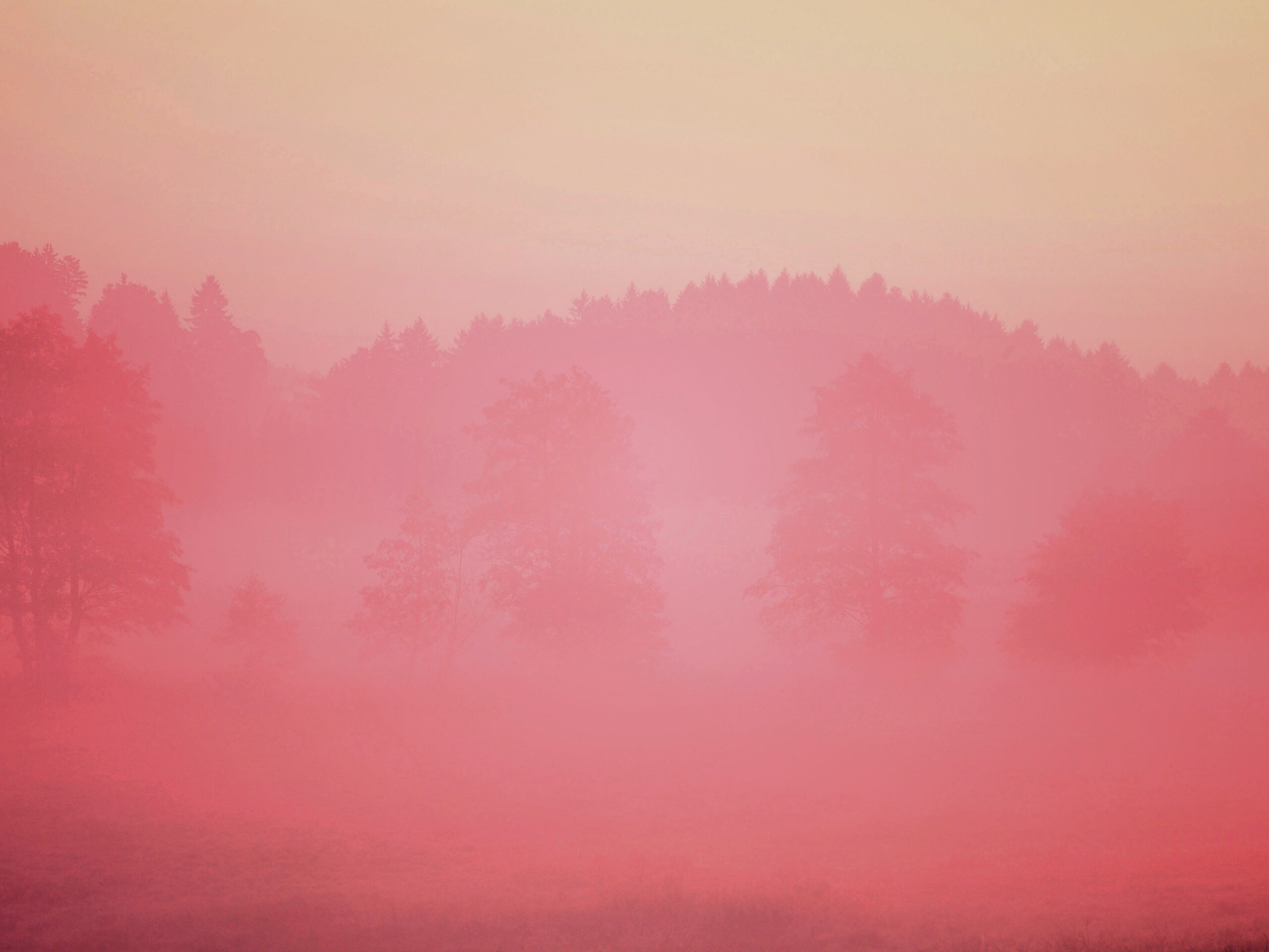 Розовый лес обои