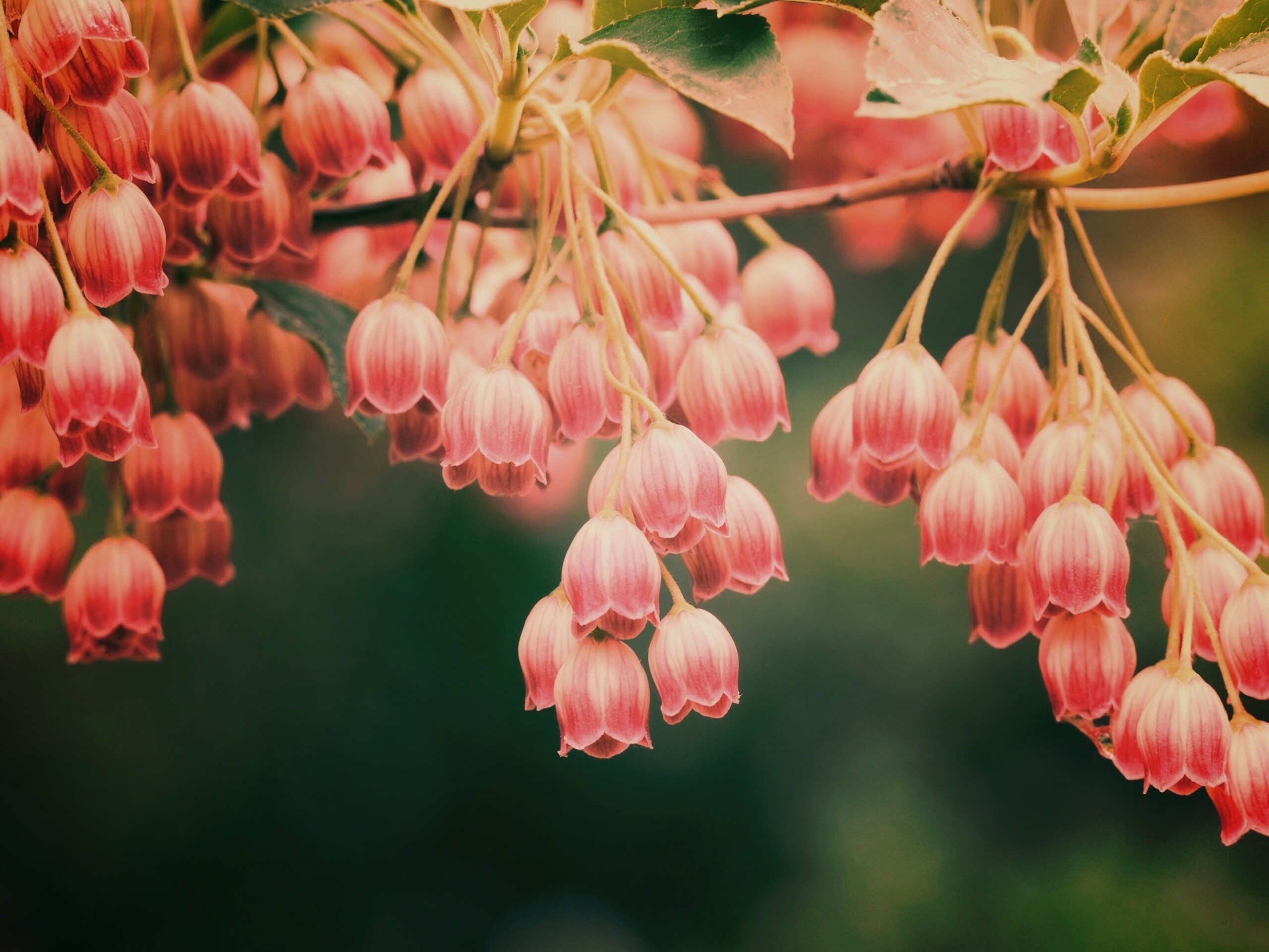 Красные колокольчики обои