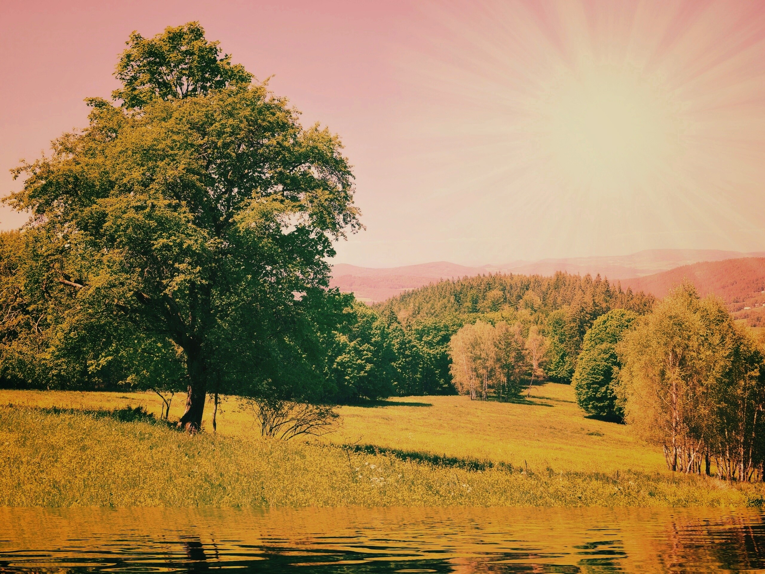 Дерево у воды обои