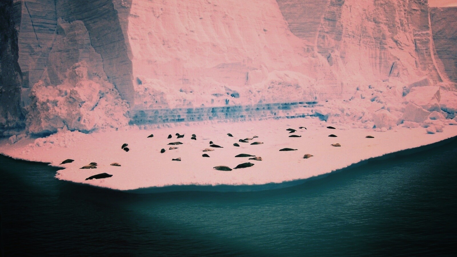 Спящие тюлени обои