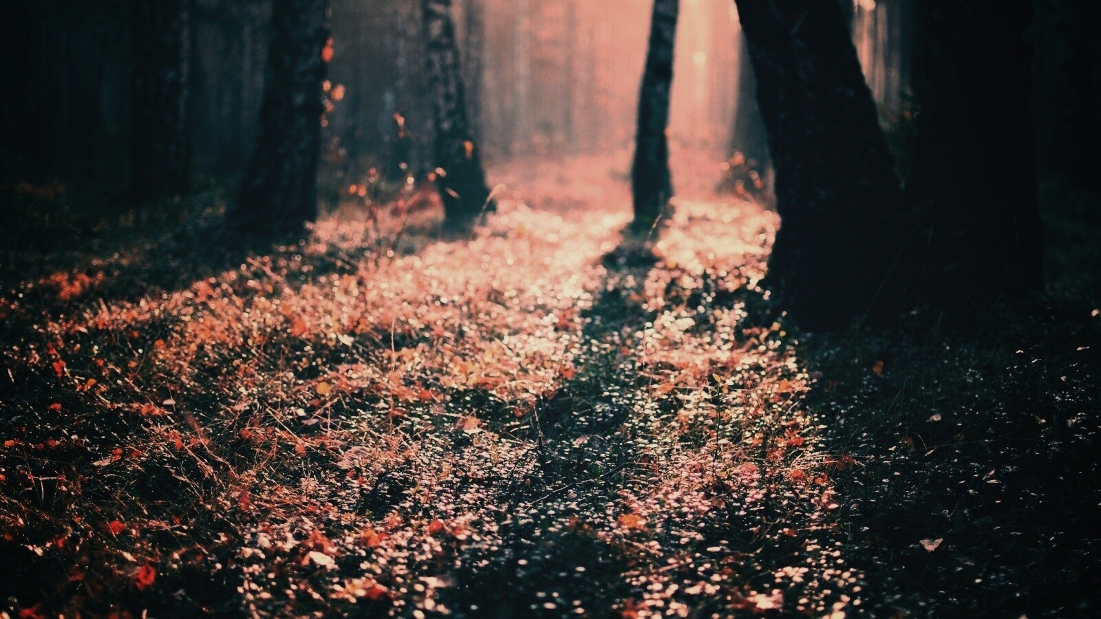 Лесная земля обои