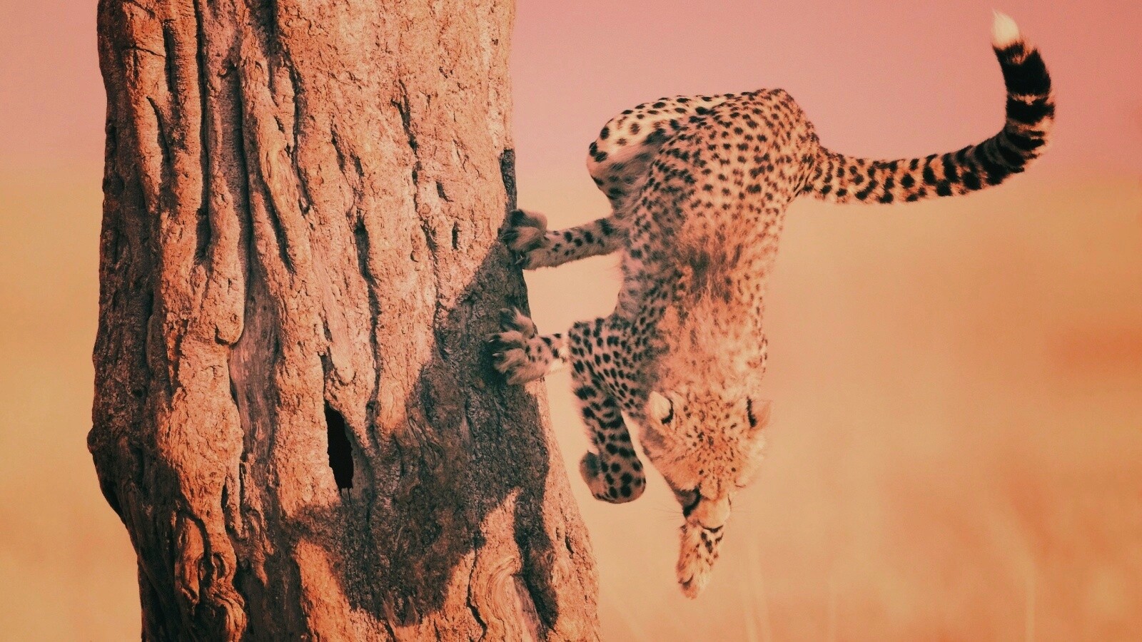 Скалолаз обои