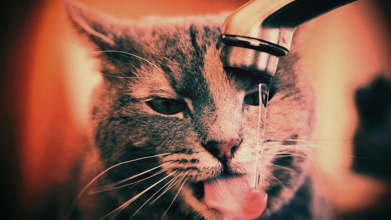 Кот пьет из под крана обои