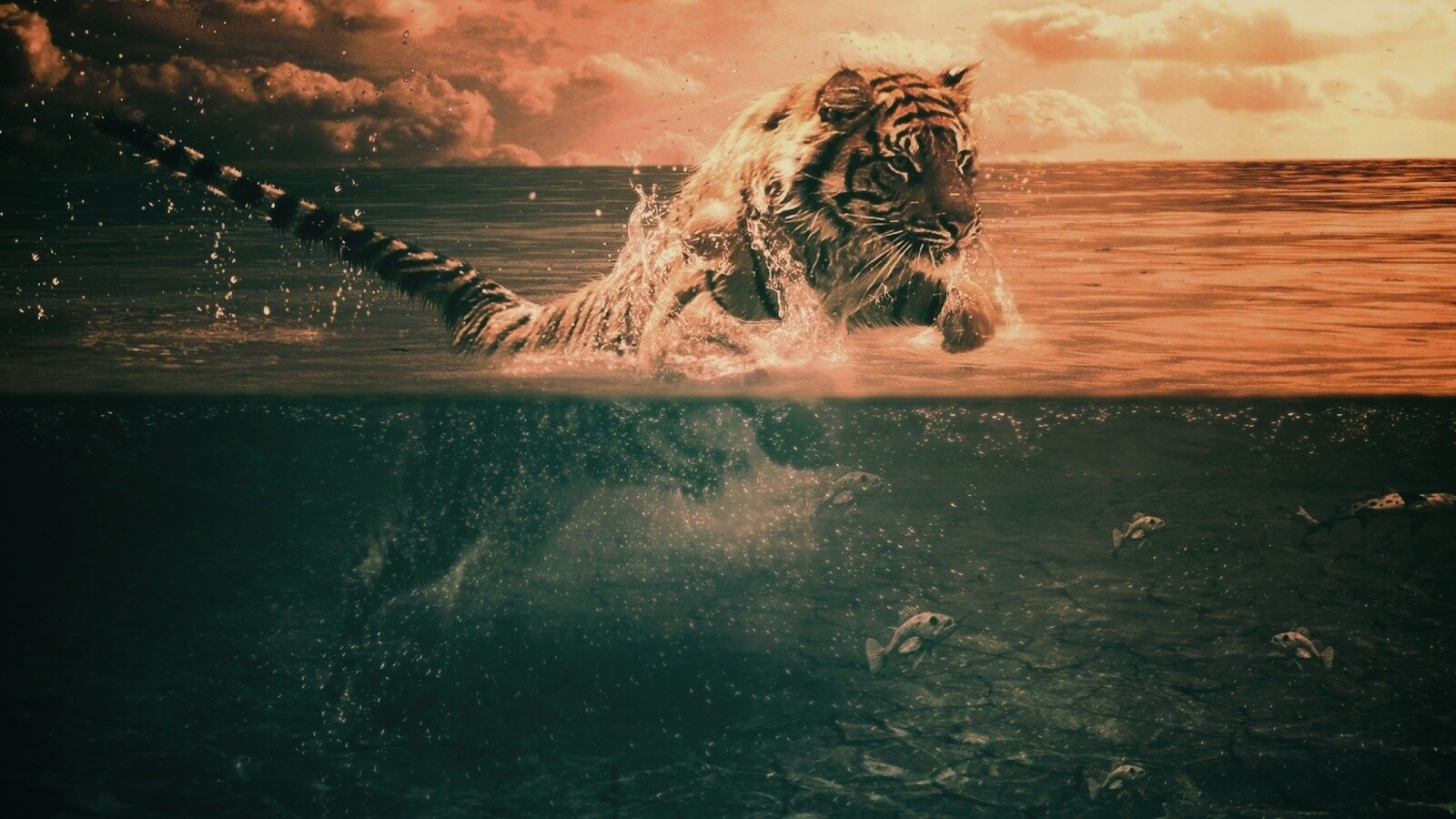 Тигр купается обои
