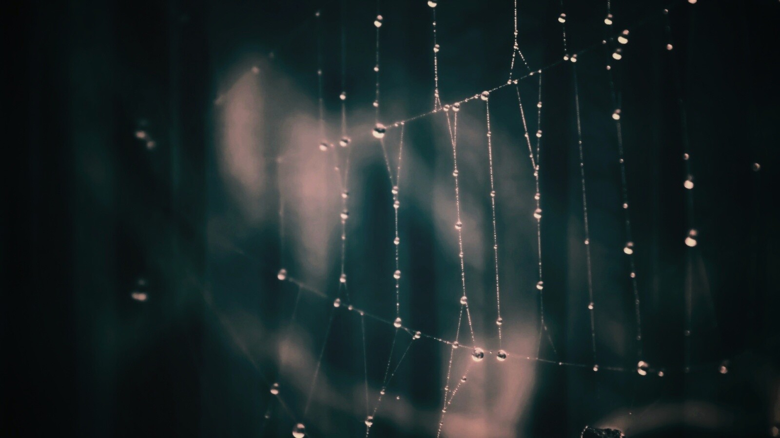 Роса на паутине обои