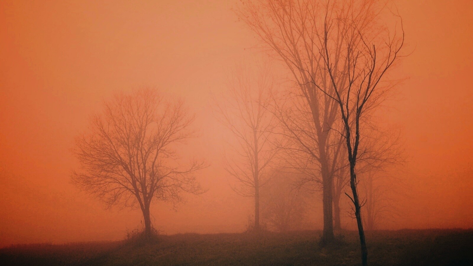 Деревья в тумане обои