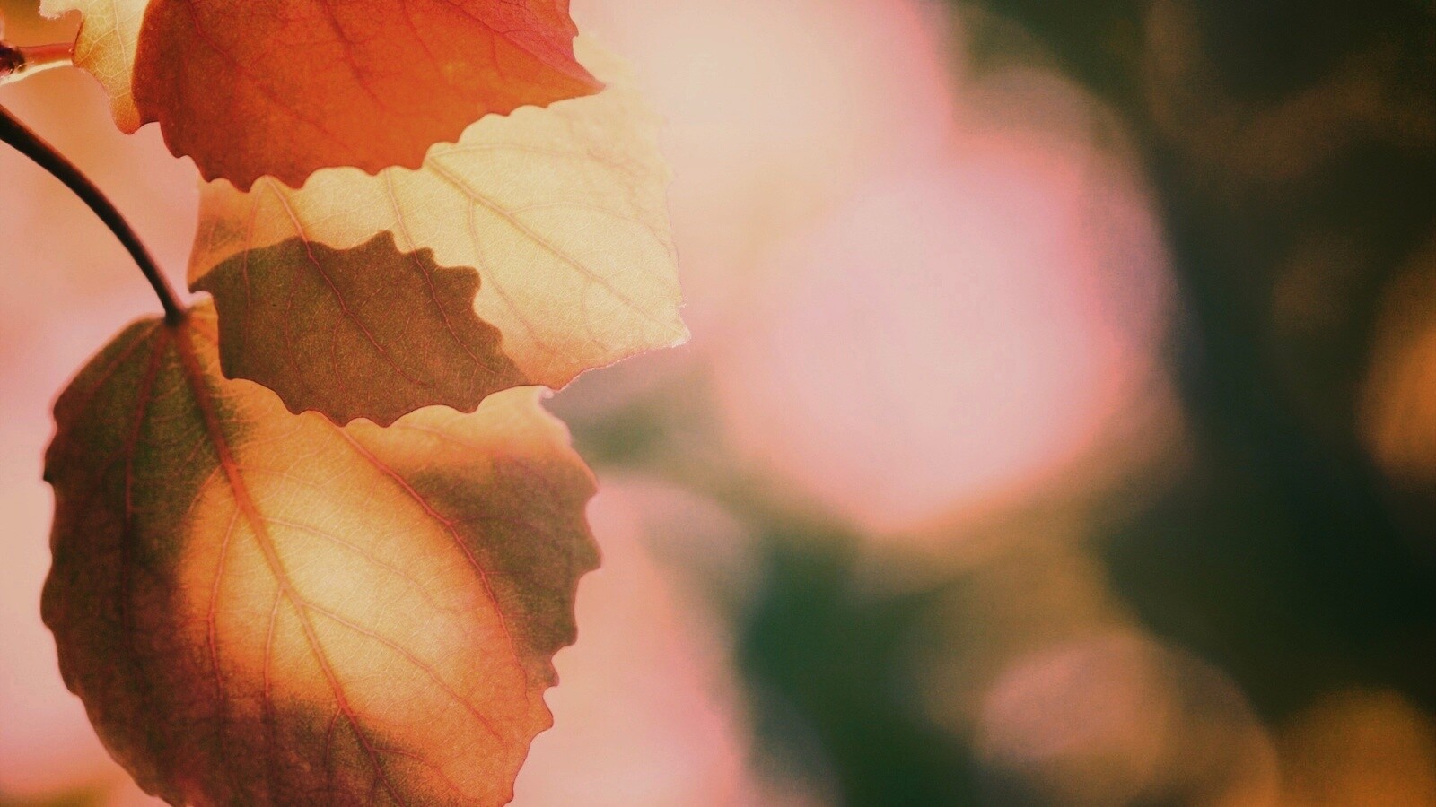 Макро фото осенней листвы обои