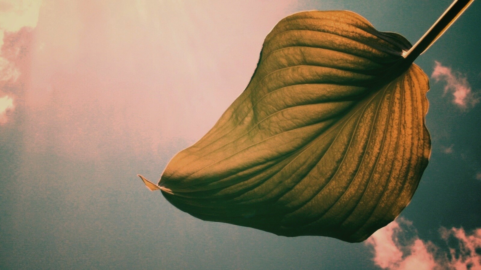 Листик тянется к солнцу обои