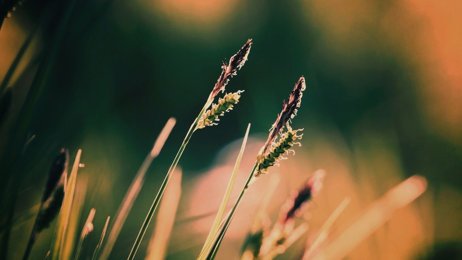 Макро фото луговой травы обои