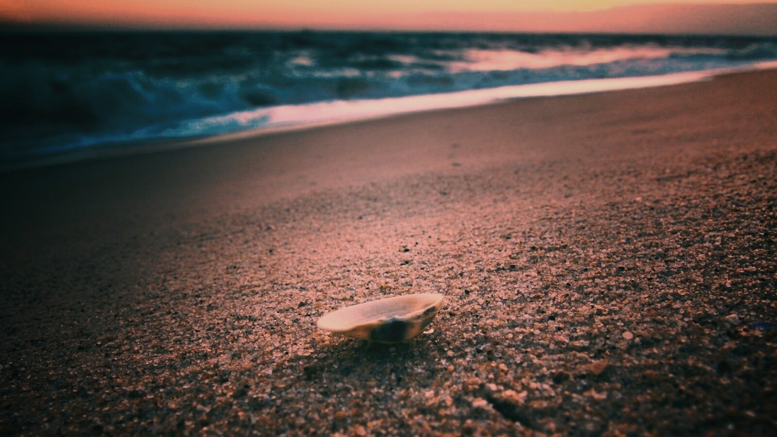 Ракушка не песчанном берегу обои