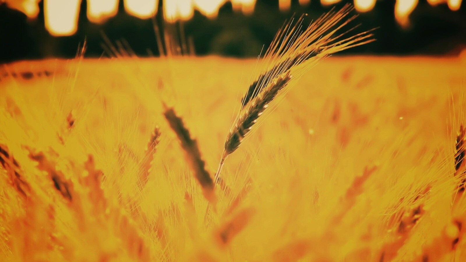 Пшеничное поле обои