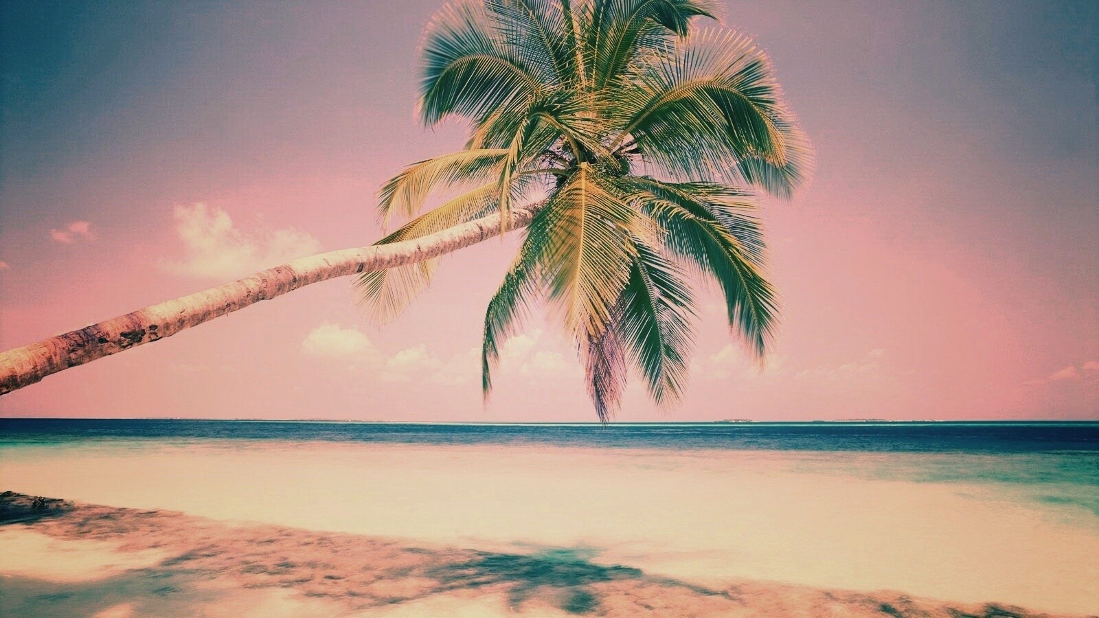 Пальма на лазурном берегу обои