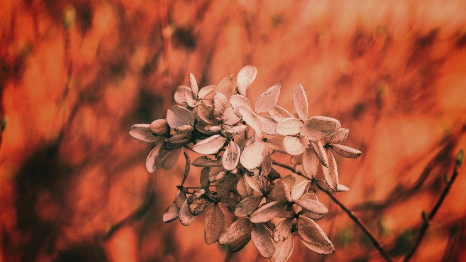 Увядший цветок обои