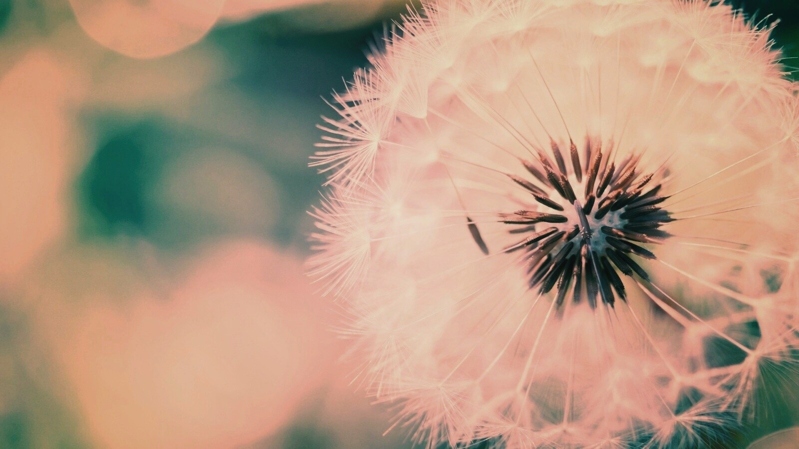Макро фото одуванчика обои