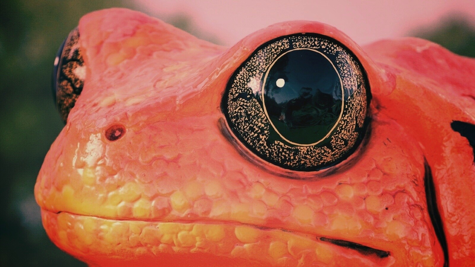 Красная лягушка обои