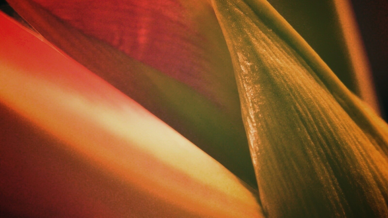 Макро фото цветка обои