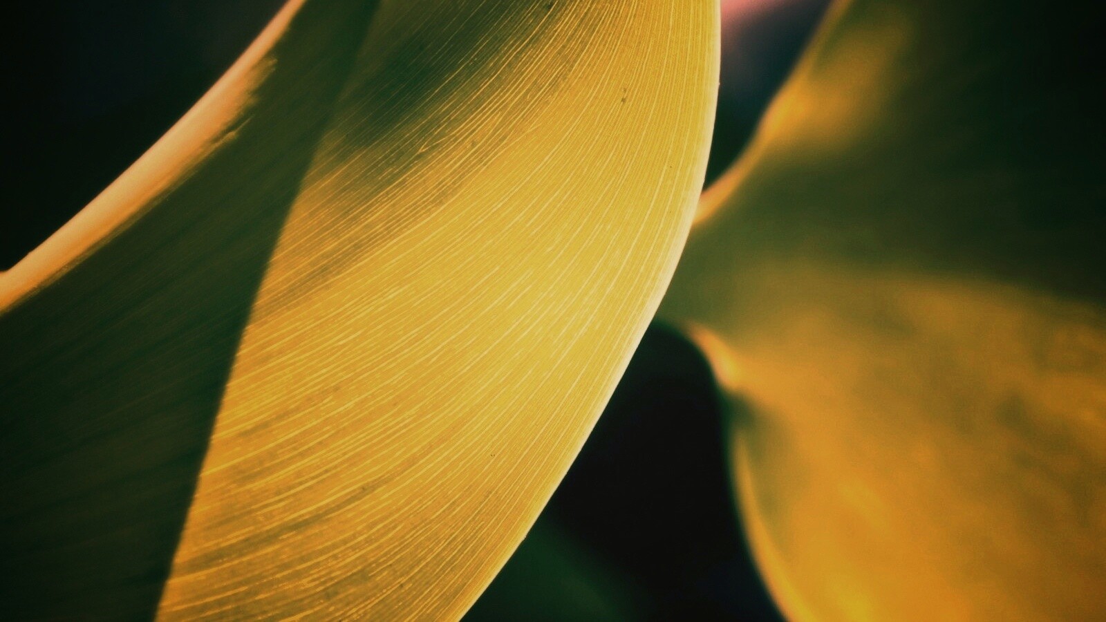 Лист на просвет обои