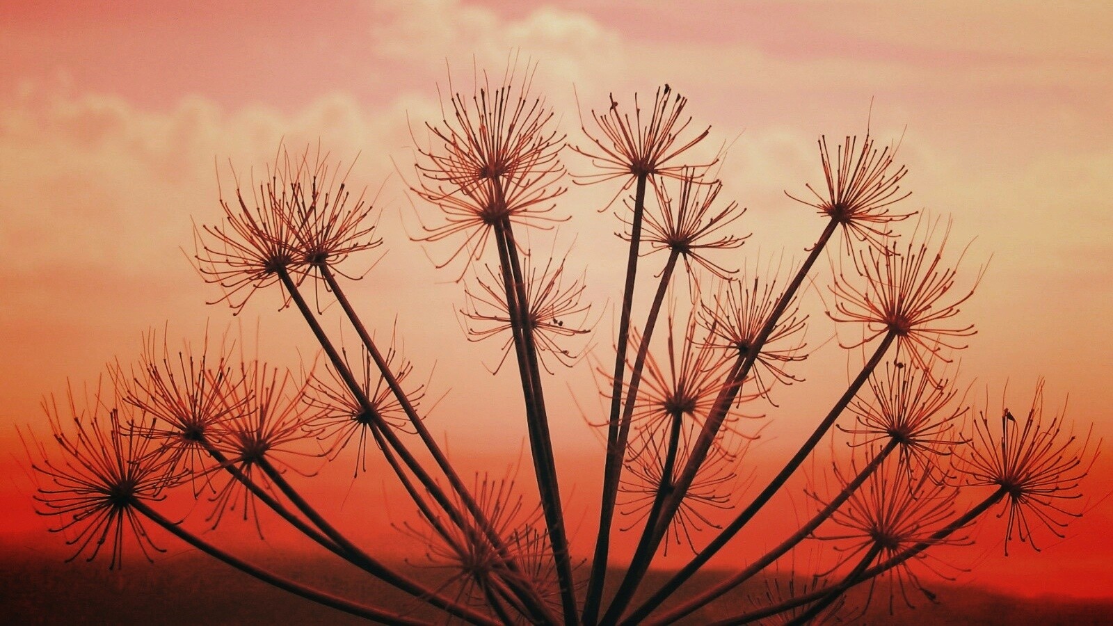 Зонтичное соцветие обои