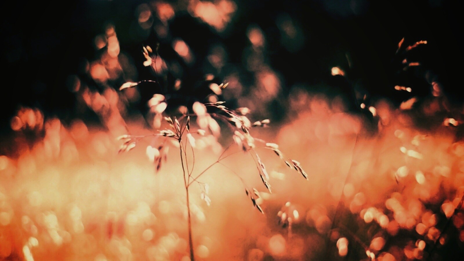 Трава на солнце обои