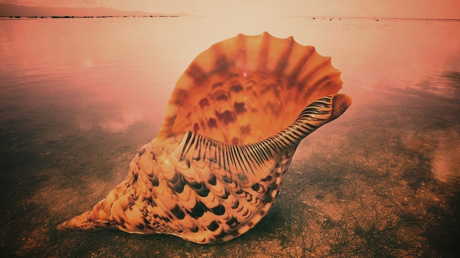 Морская раковина обои