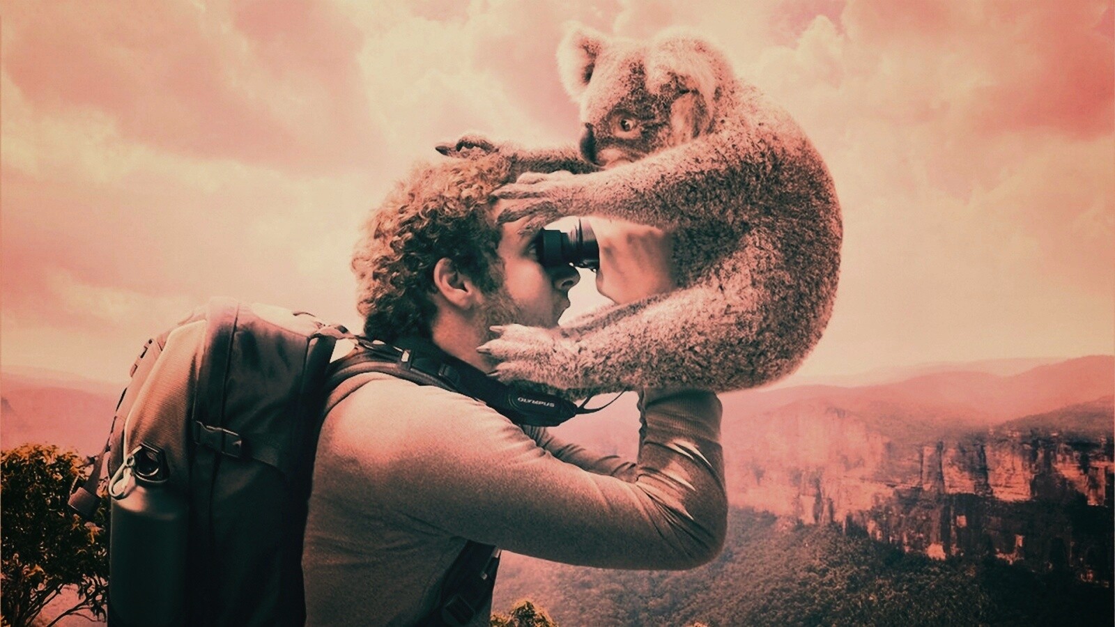 Коала ближе чем кажется обои