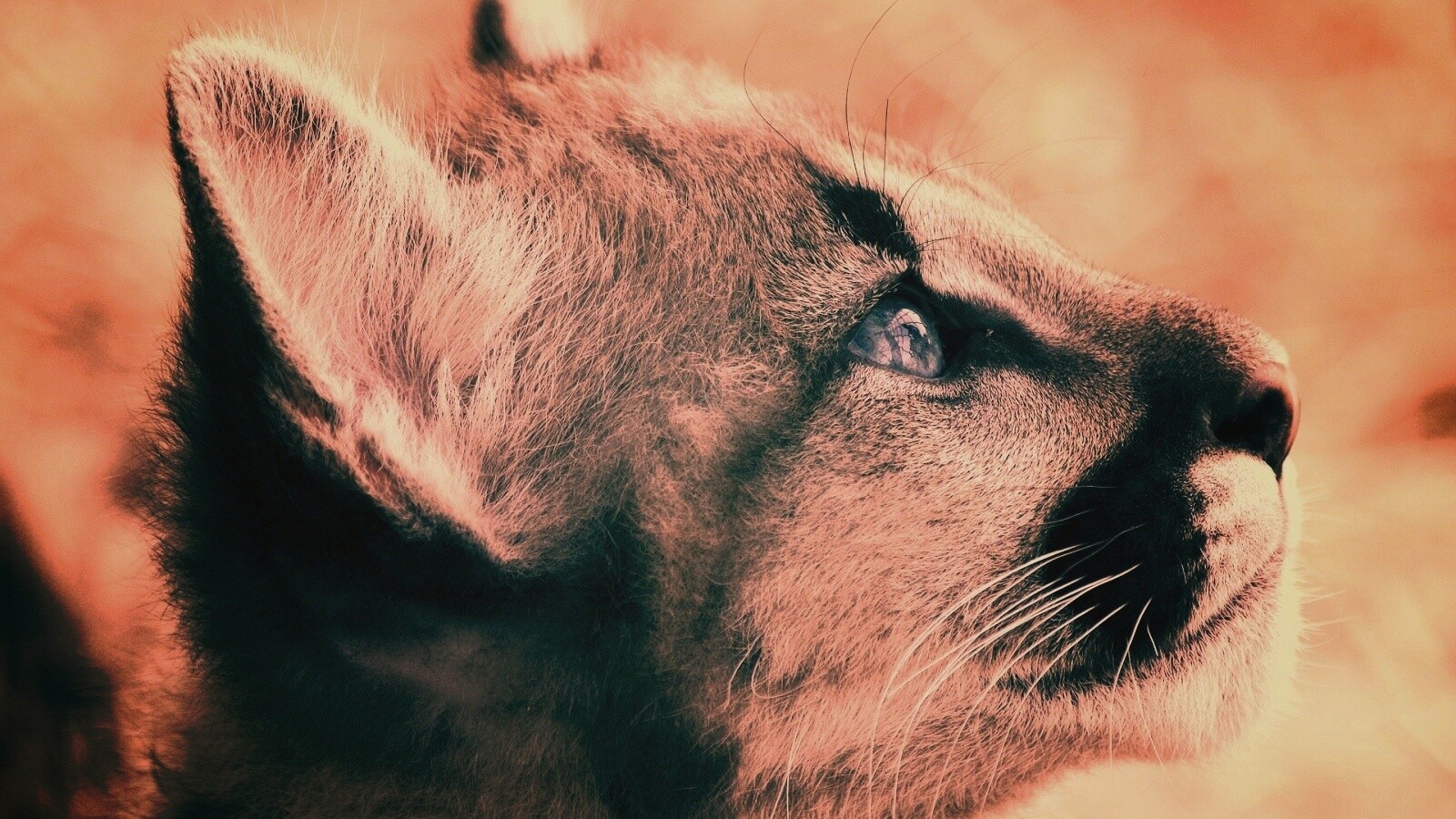 Оцелот смотрит вдаль обои