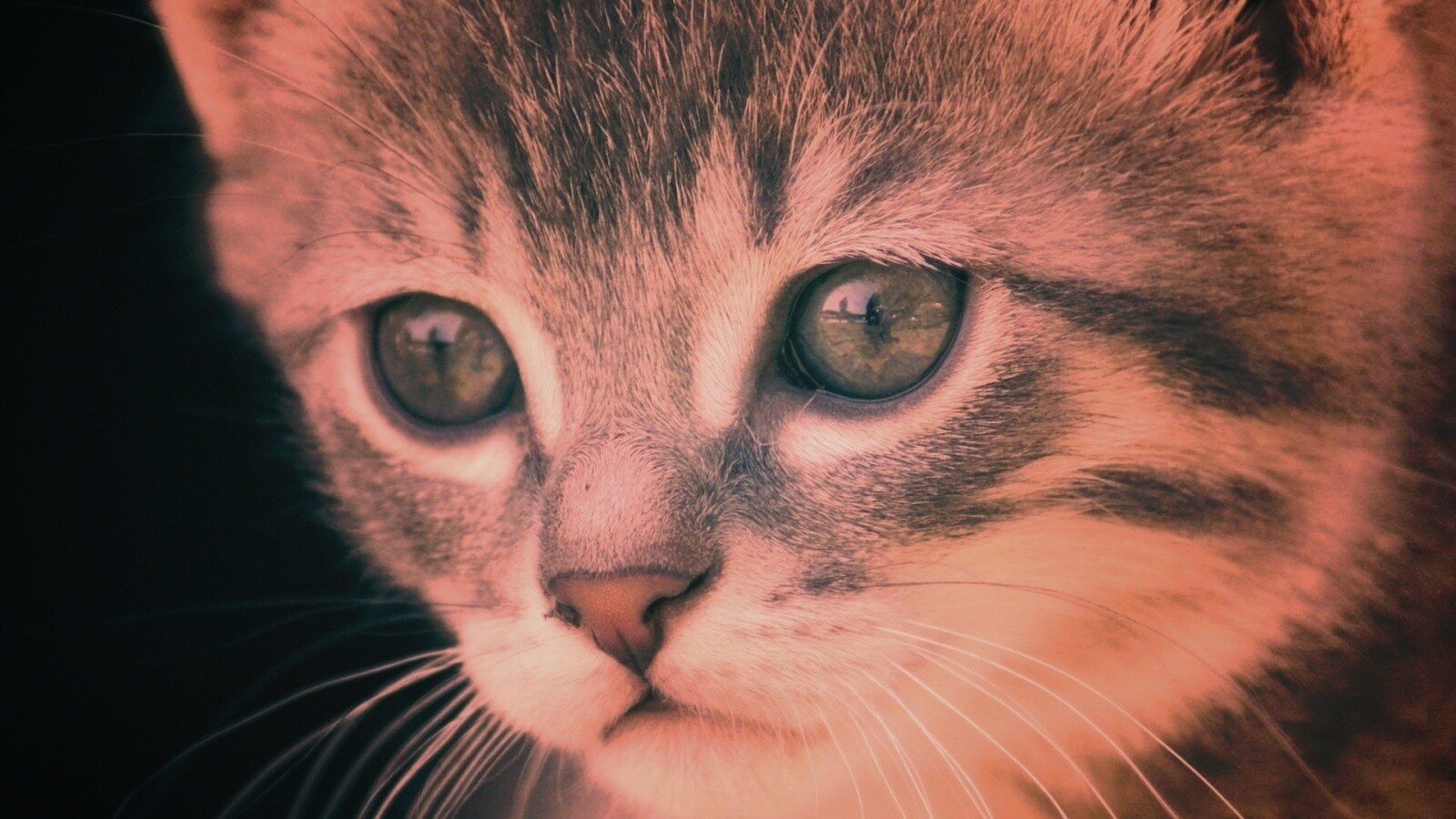 Мордочка котёнка обои