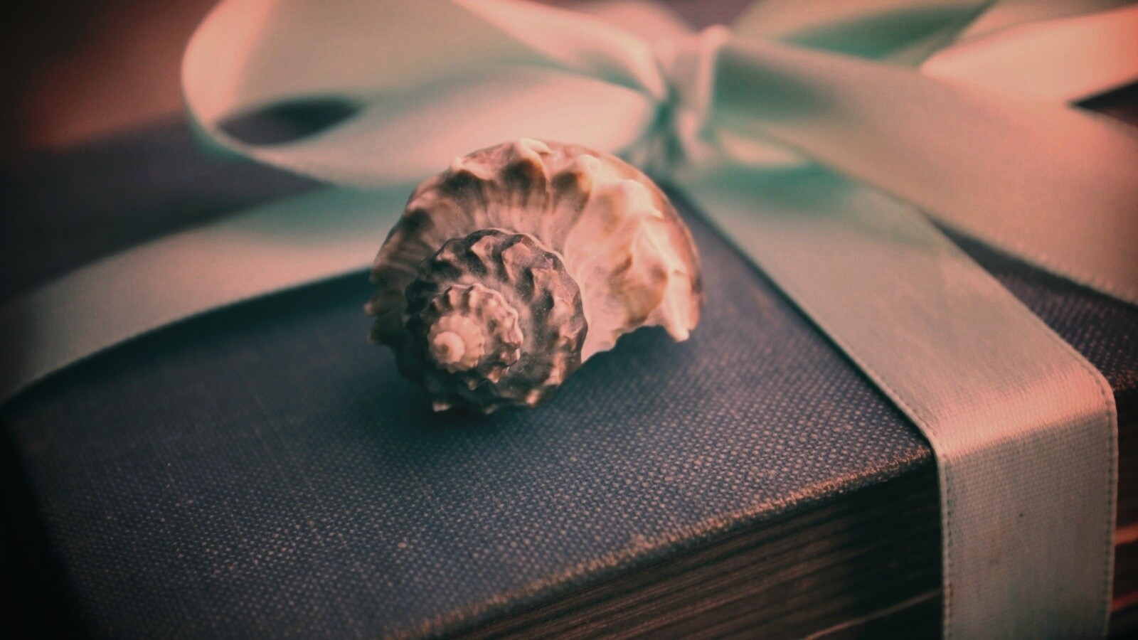 Ракушка на подарочном альбоме обои