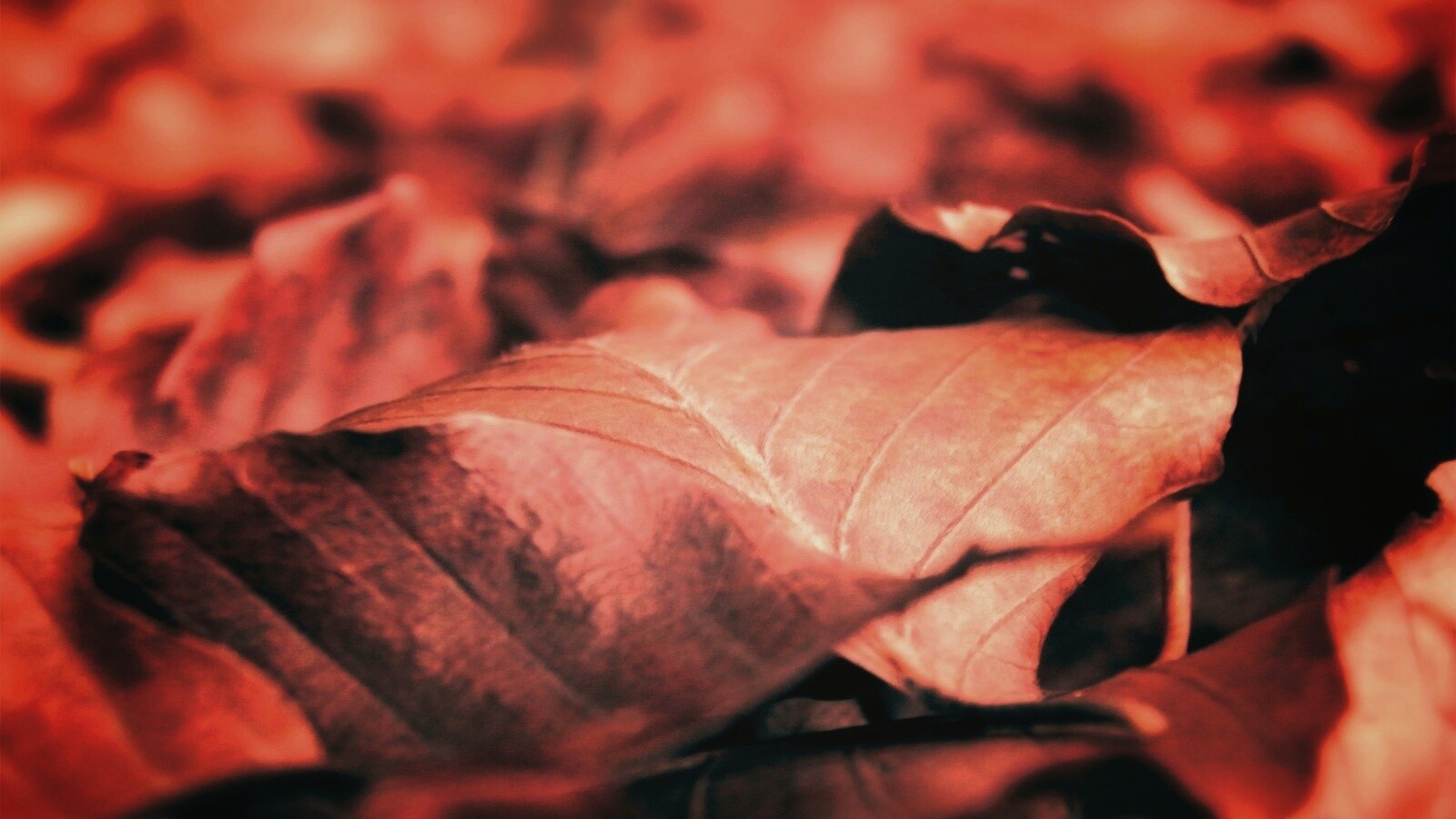 Мертвые листья обои