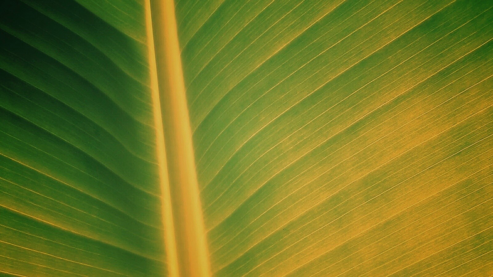 Желтый черенок листа обои