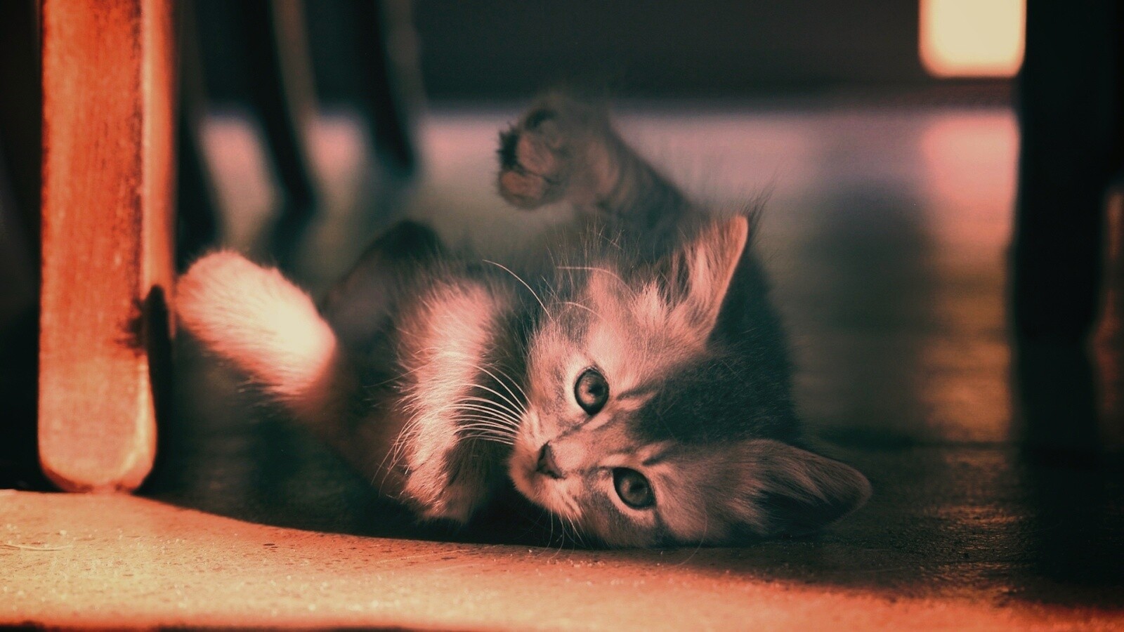 Котенок играет под стулом обои